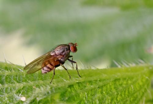 Minettia sp.